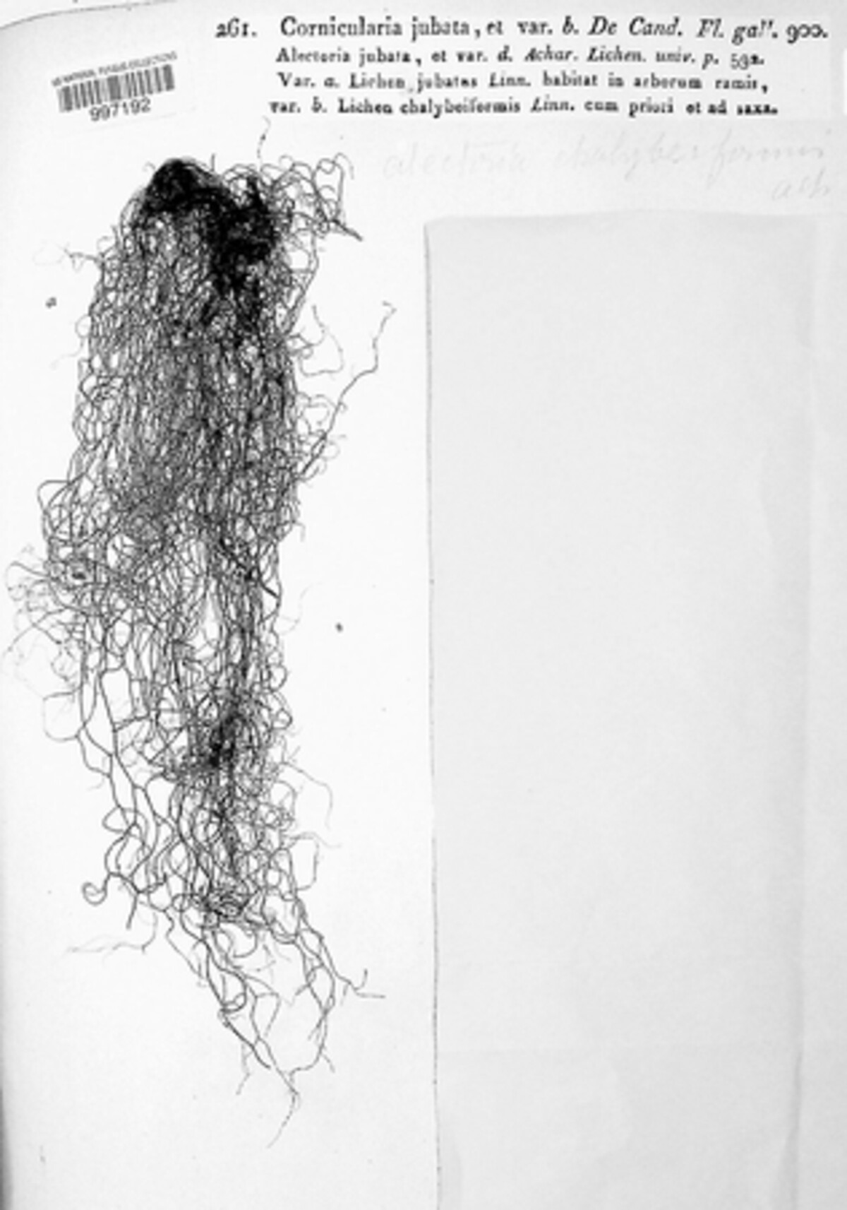 Cornicularia jubata image